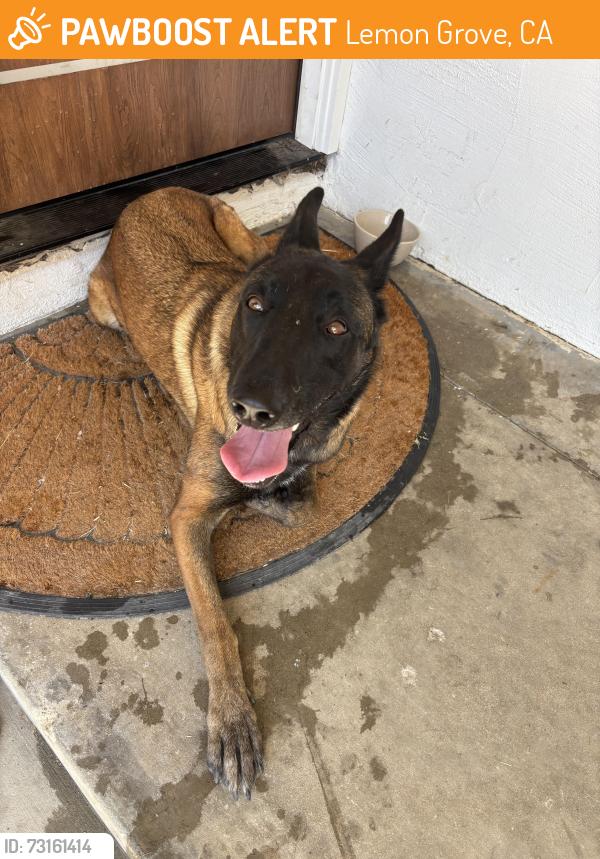 Found/Stray Female Dog last seen on my doorstep, Lemon Grove, CA 91945