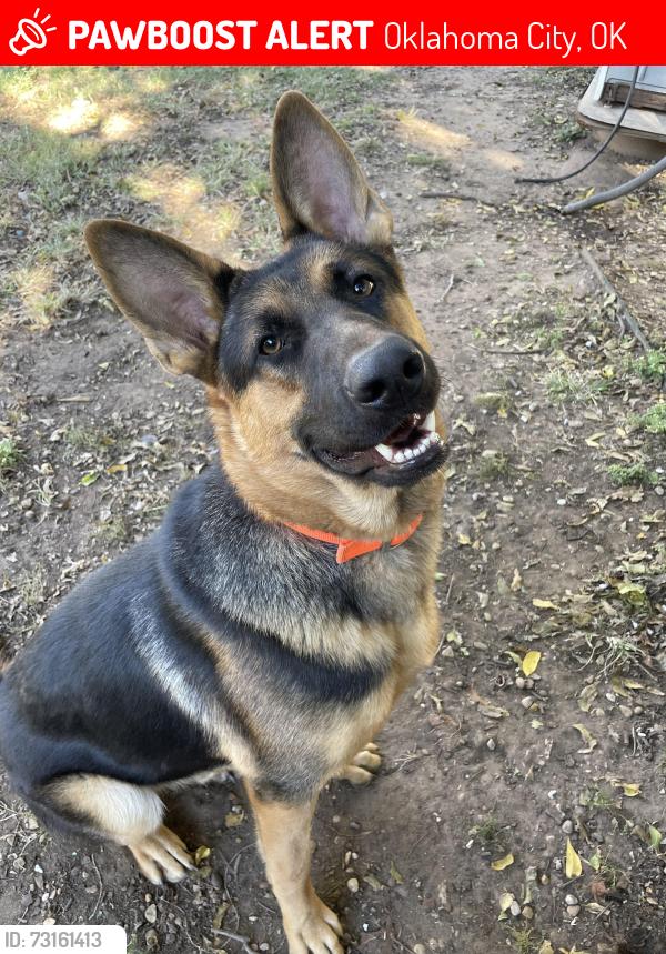 Lost Male Dog last seen Plaza District, Oklahoma City, OK 73106