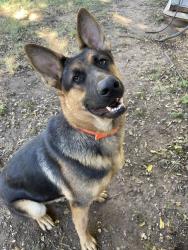 Lost Male Dog last seen Plaza District, Oklahoma City, OK 73106