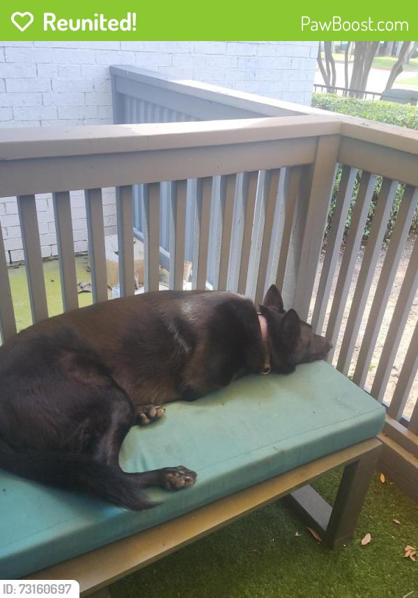 Reunited Female Dog last seen Near Gardner Rd, Hudson Oaks TX, Hudson Oaks, TX 76087