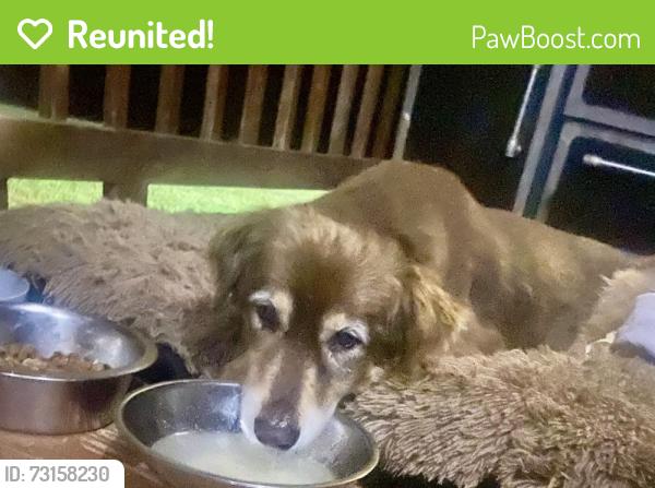 Reunited Female Dog last seen Andrew Hunter Road, Franklinville, NC 27248