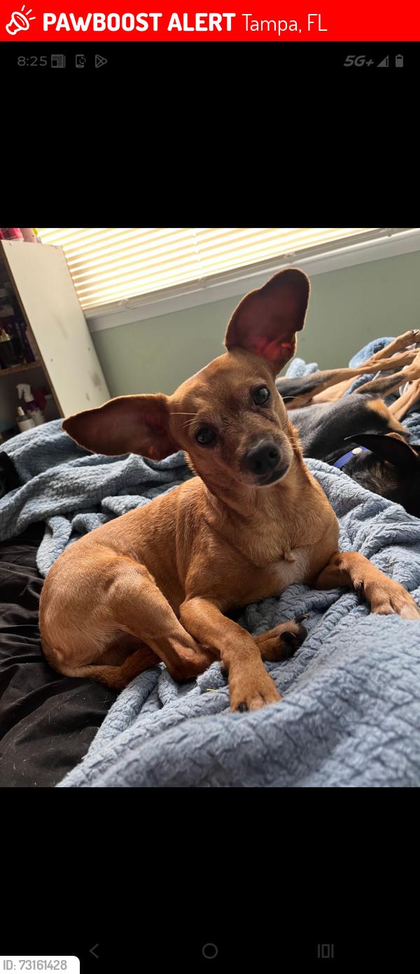 Lost Male Dog last seen Sligh and North Blvd, Tampa, FL 33604
