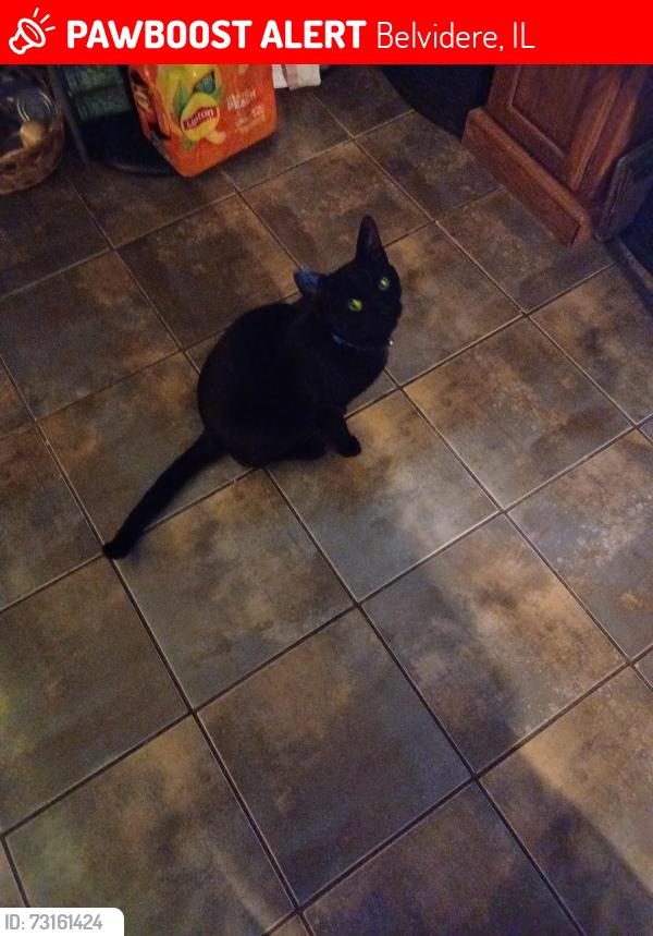 Lost Male Cat last seen Near North Avenue Belvedere Illinois, Belvidere, IL 61008
