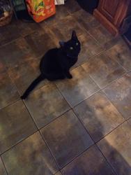 Lost Male Cat last seen Near North Avenue Belvedere Illinois, Belvidere, IL 61008