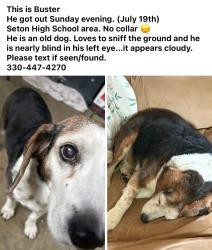 Reunited Male Dog last seen Beech and Glenway, Cincinnati, OH 45205
