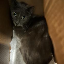 Shelter Stray Male Cat last seen , 980 Guilford College Rd, Greensboro, NC 27409, USA
