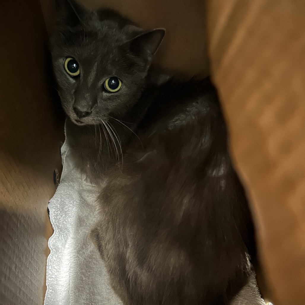 Shelter Stray Male Cat last seen , 980 Guilford College Rd, Greensboro, NC 27409, USA