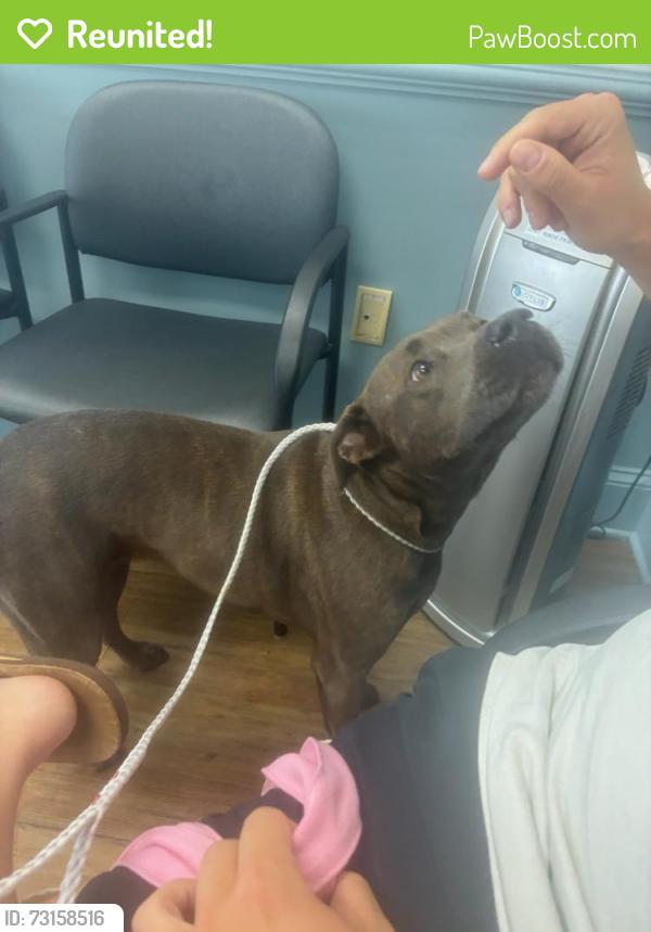 Reunited Female Dog last seen Lake Forest and Chastain Park Dr., Atlanta, GA 30327