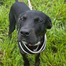 Shelter Stray Female Dog last seen , 3040 FL-590, Clearwater, FL 33759, USA