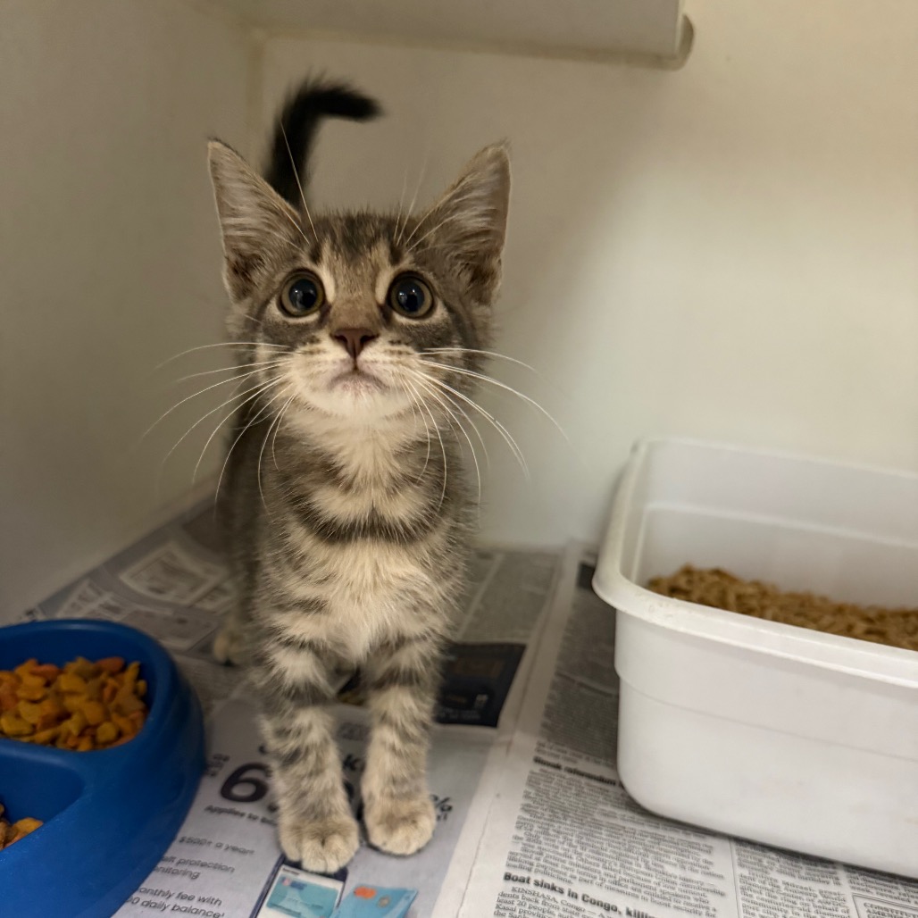 Shelter Stray Female Cat last seen , 901 N Haverty St, Pine Bluff, AR 71601, USA