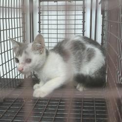 Shelter Stray Female Cat last seen , 901 N Haverty St, Pine Bluff, AR 71601, USA