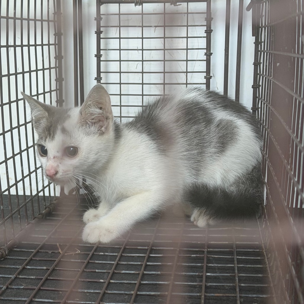 Shelter Stray Female Cat last seen , 901 N Haverty St, Pine Bluff, AR 71601, USA