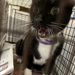 Shelter Stray Unknown Cat last seen , Animal Care & Control Team of Philly, 111 W Hunting Park Ave, Philadelphia, PA 19140, USA