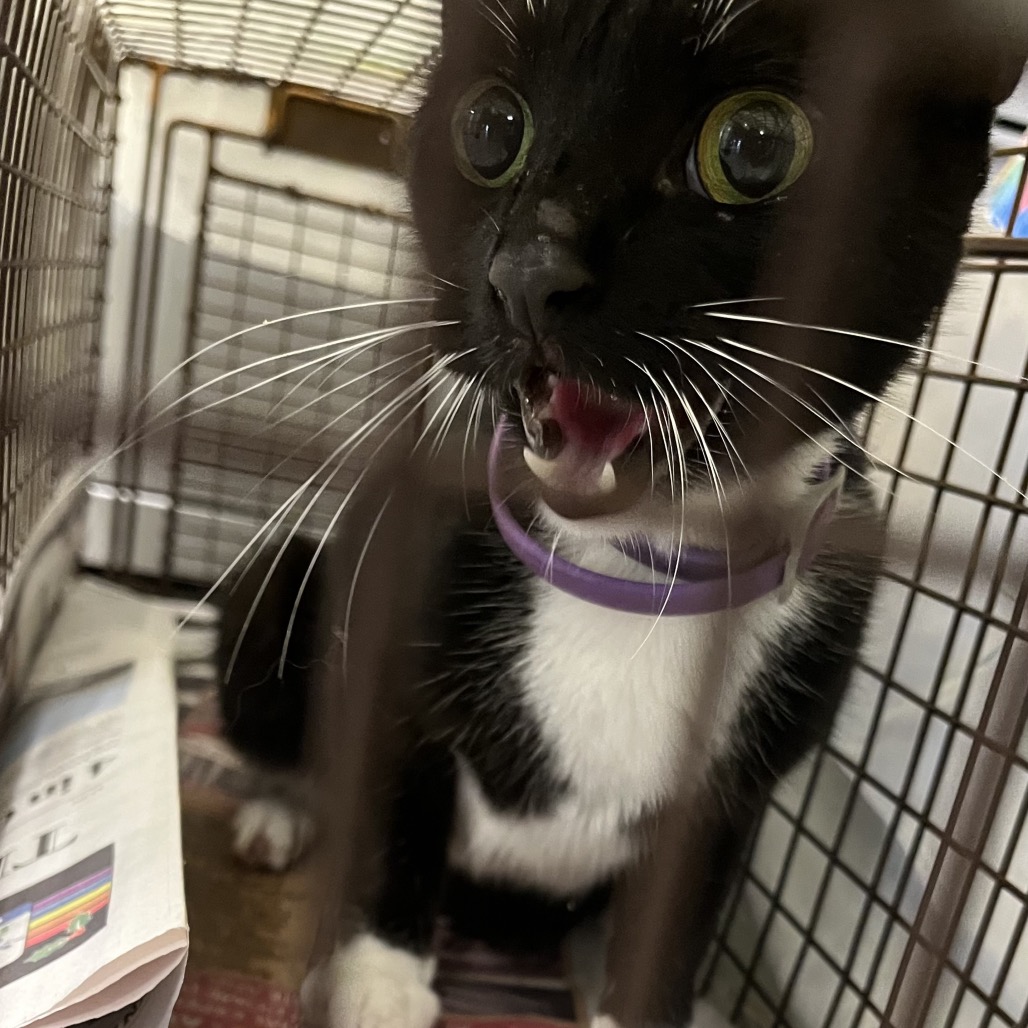Shelter Stray Unknown Cat last seen , Animal Care & Control Team of Philly, 111 W Hunting Park Ave, Philadelphia, PA 19140, USA