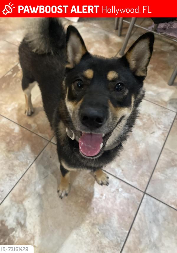 Lost Unknown Dog last seen Liberty St., Hollywood, FL 33020