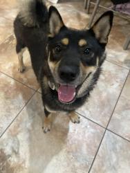 Lost Unknown Dog last seen Liberty St., Hollywood, FL 33020