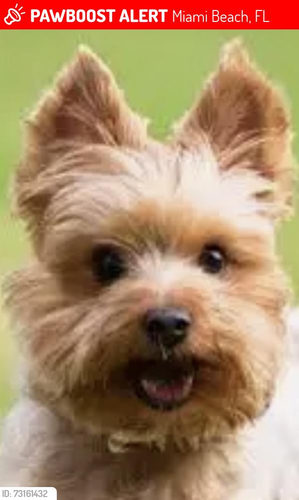 Lost Male Dog last seen washington av miami beach, Miami Beach, FL 33139