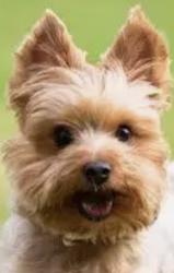 Lost Male Dog last seen washington av miami beach, Miami Beach, FL 33139
