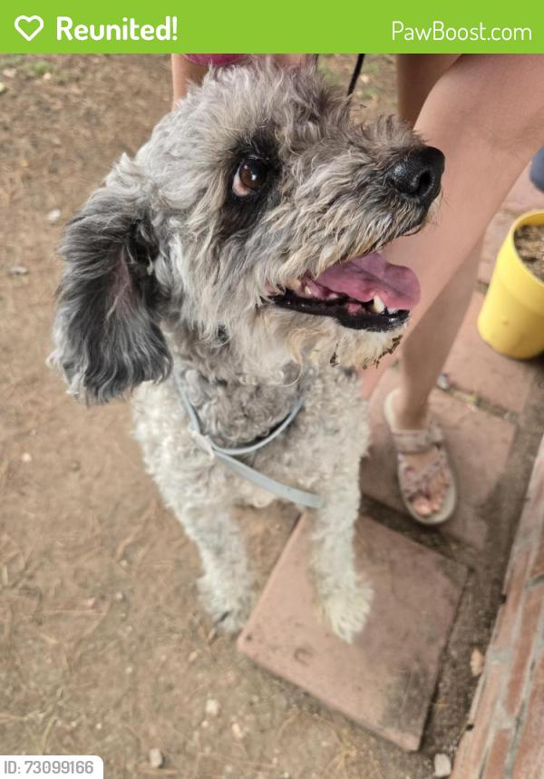 Reunited Male Dog last seen DONA Ana road, Las Cruces, NM 88007