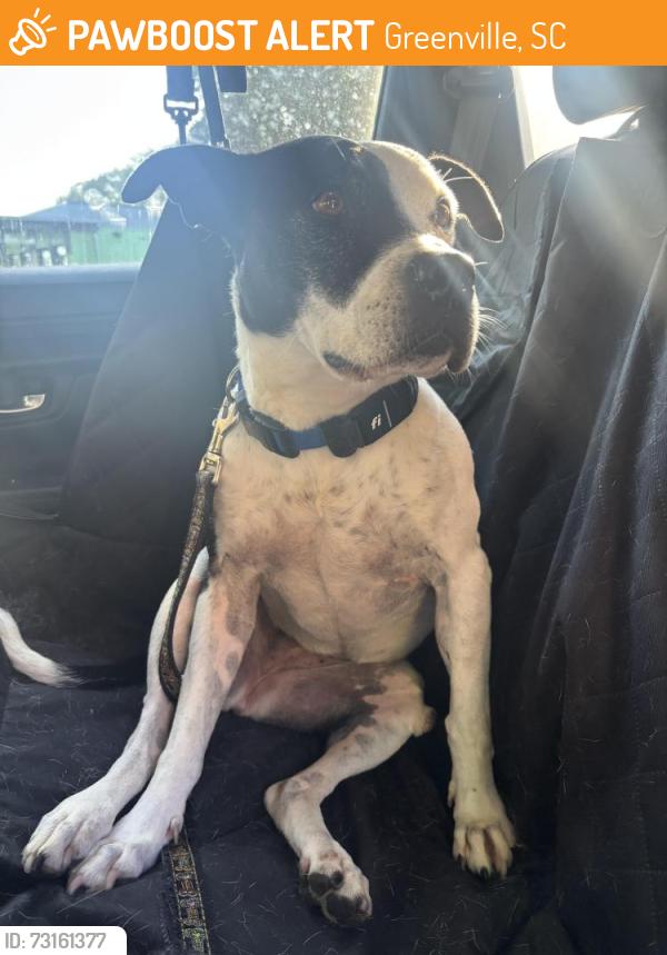 Found/Stray Female Dog last seen Unity Park field by tower, Greenville, SC 29601