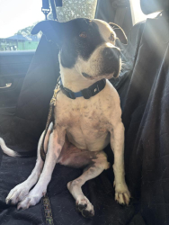 Found/Stray Female Dog last seen Unity Park field by tower, Greenville, SC 29601