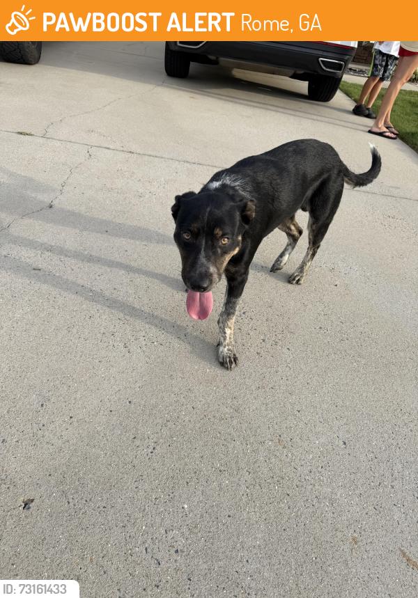 Found/Stray Male Dog last seen Garden Lakes Parkway/Rolling Oaks Dr, Rome, GA 30165