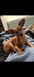Lost Male Dog last seen Sligh and North Blvd, Tampa, FL 33604