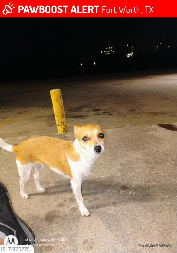 Lost Female Dog last seen The Shell station on Lancaster next door to Chevron.76112. 2streets over from Handley, Fort Worth, TX 76112