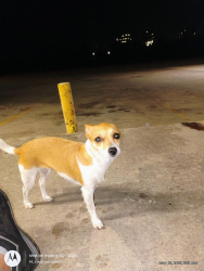 Lost Female Dog last seen The Shell station on Lancaster next door to Chevron.76112. 2streets over from Handley, Fort Worth, TX 76112