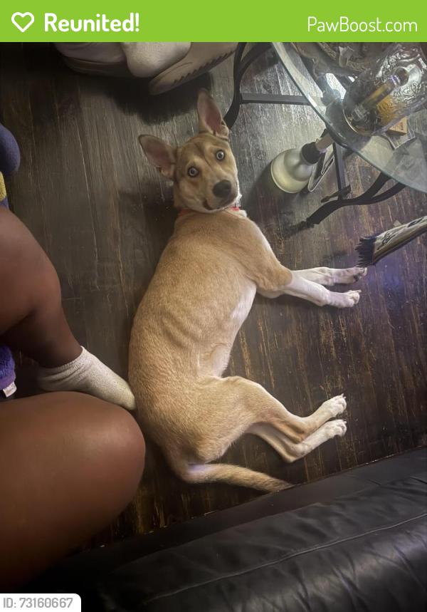 Reunited Male Dog last seen Brookwood Ave, Fayetteville, NC 28301