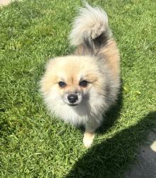 Lost Male Dog last seen Sydney Dr and 5th Street, Los Angeles, CA 90022