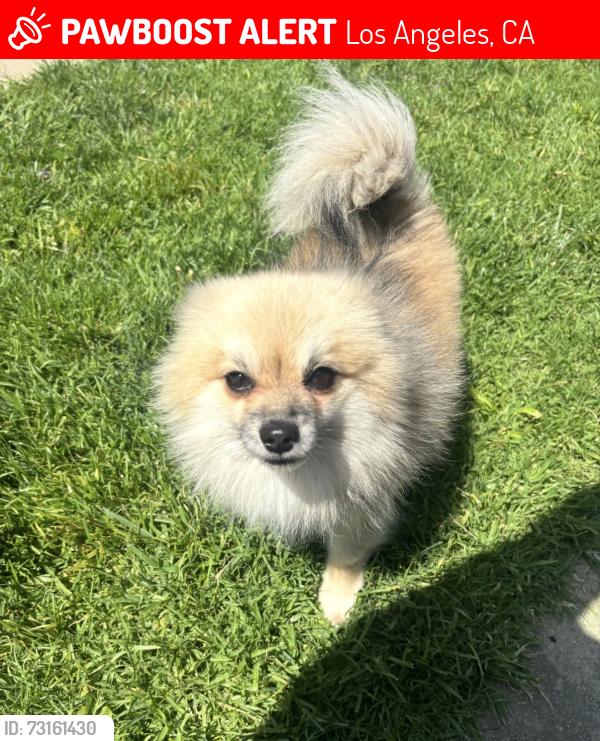 Lost Male Dog last seen Sydney Dr and 5th Street, Los Angeles, CA 90022