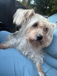 Reunited Female Dog last seen apmts on west Kemper by the park, Hamilton County, OH 45240