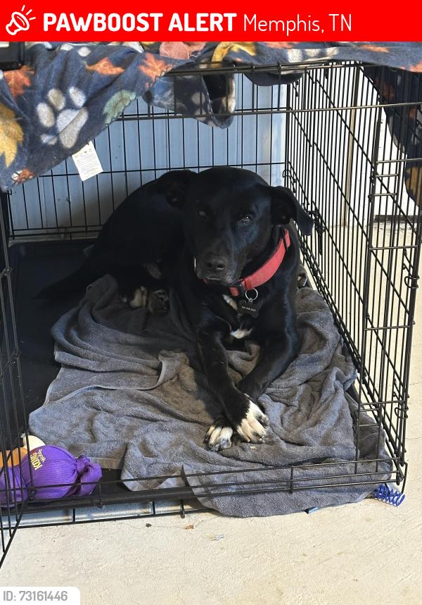 Lost Male Dog last seen Perkins & Willow rd, Memphis, TN 38117