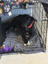 Lost Male Dog last seen Perkins & Willow rd, Memphis, TN 38117