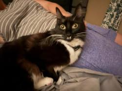 Lost Female Cat last seen Lower magnolia area, Walnut Creek, CA 94595