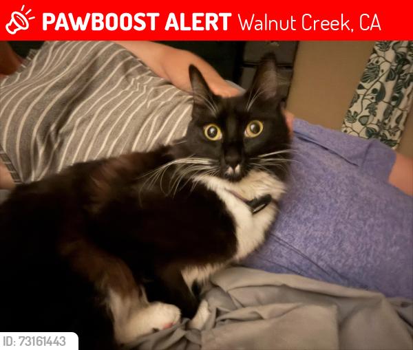 Lost Female Cat last seen Lower magnolia area, Walnut Creek, CA 94595