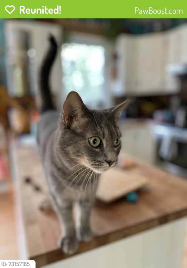 Reunited Female Cat last seen Woods and Ellesmere, Gatineau, QC J9H 6J3