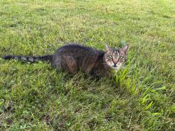 Lost Male Cat last seen Little Noyac Path, Water Mill, NY 11976