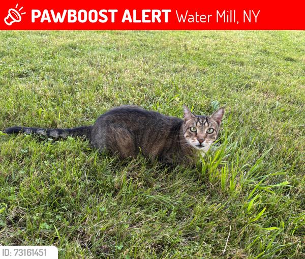 Lost Male Cat last seen Little Noyac Path, Water Mill, NY 11976