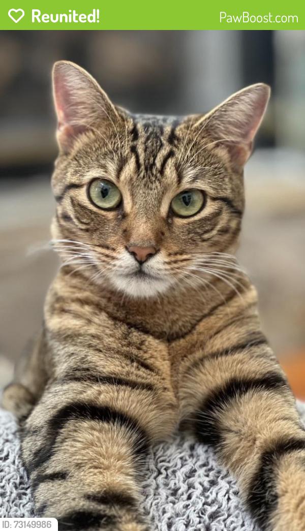 Reunited Female Cat last seen Village Green, at Meadowtrace and Fieldstone, Charleston, SC 29414