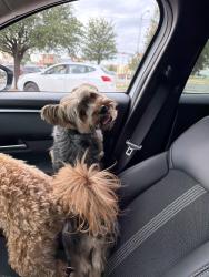 Reunited Male Dog last seen Near horseshoe arena, Midland, TX 79701