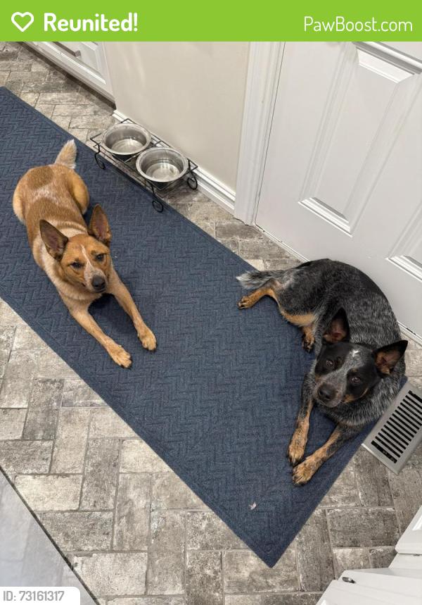 Reunited Female Dog last seen Sheridan and S 111th st, Bixby, OK 74009