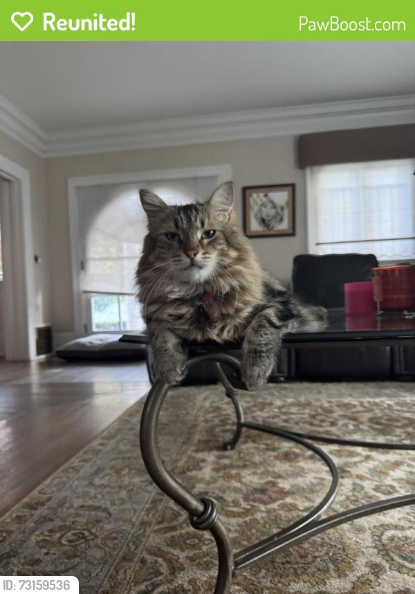Reunited Male Cat last seen The Alameda, San Jose, CA 95126