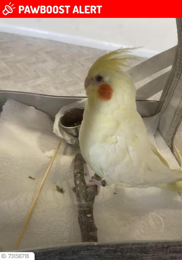 Lost Female Bird last seen On a huge tree in st Cross fields behind pitcheley road, Warwickshire, England CV22 5ND