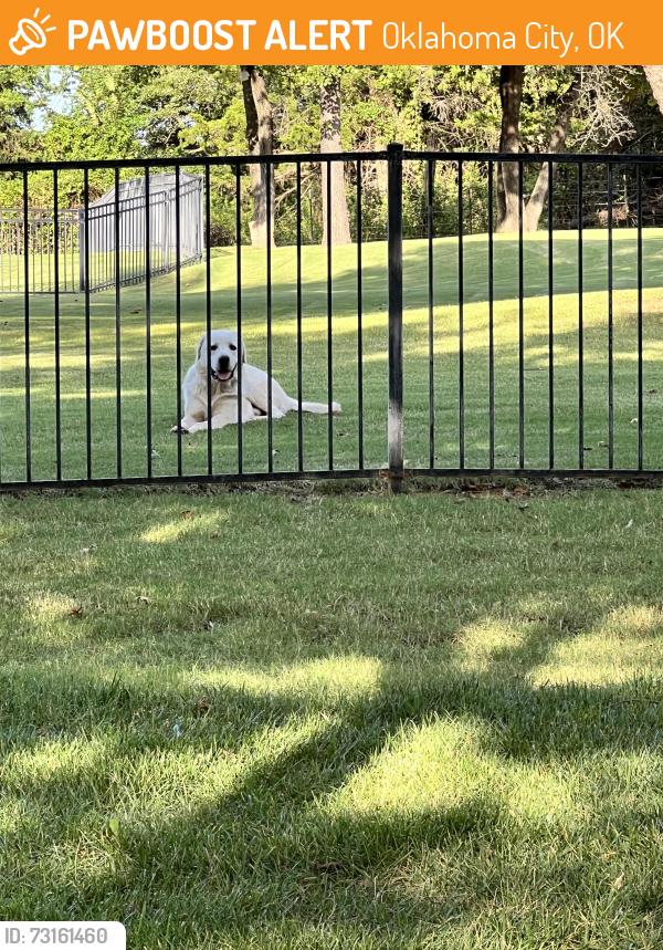 Found/Stray Male Dog last seen Air Depot & NE 122nd st, Oklahoma City, OK 73013