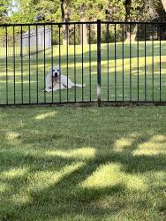 Found/Stray Male Dog last seen Air Depot & NE 122nd st, Oklahoma City, OK 73013