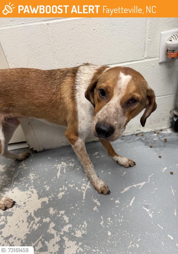 Found/Stray Male Dog last seen right across sheetz on raeford road next to pates farmers market, Fayetteville, NC 28304