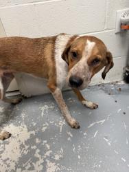 Found/Stray Male Dog last seen right across sheetz on raeford road next to pates farmers market, Fayetteville, NC 28304