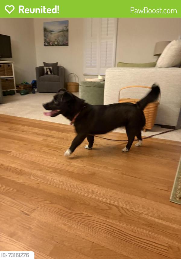 Reunited Female Dog last seen Spartan rd and Prince Philip in Olney, Olney, MD 20832